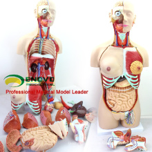 TUNK ANATOMY 12015 Plastic 29 Parts , 85cm Medical Education Tool Torso Anatomy Dual-Sex Models